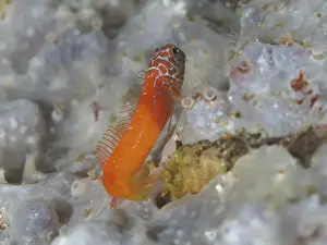 Spongia Prints: A small orange-coloured fish, blackhead blenny (Microlipophrys nigriceps)