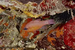 Orange Coloured Prints: A small orange-coloured fish, mullet king (Apogon imberbis)