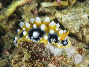 Diving Locations Prints: Small orange nudibranch with black spots