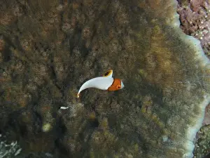 Pups Prints: Small orange and white fish, spotted parrotfish (Cetoscarus ocellatus) juvenile