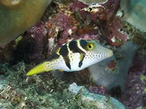 Close To Prints: Small, patterned fish, mimicry filefish (Paraluteres prionurus)