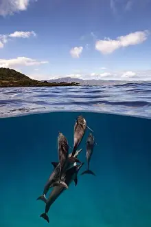 Clear Weather Prints: A small pod of Spinner Dolphins approach the surface in an over under shot off the coast of Oahu