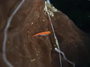 Red Coloured Prints: A small red black-bellied goby (Eviota atriventris) on brown sea sponge under water