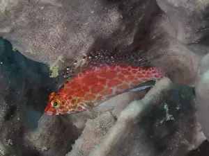 Underwater Worlds Prints: Small red fish with dots, Coral hawkfish (Cirrhitichthys oxycephalus)