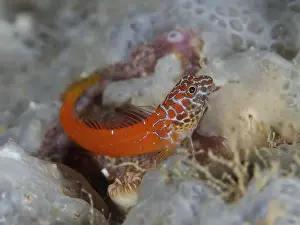 South France Prints: Small red fish with pattern, blackhead blenny (Microlipophrys nigriceps)