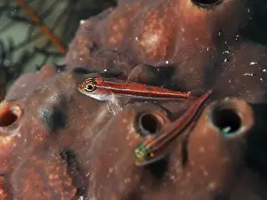 Spongia Prints: A small red fish, striped threefin (Helcogramma striata)