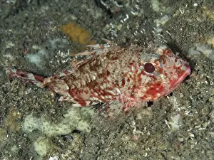 Shed Prints: A Small red scorpionfish (Scorpaena notata)