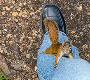 Pants Prints: A small red squirrel climbing up a person's leg