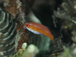 Ray Finned Fishes Prints: Small, red and white female fish