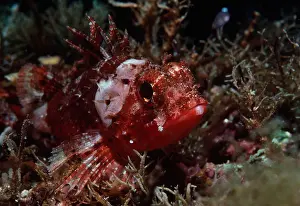 Venomous Prints: Small-scaled Scorpionfish (scorpaena porcus)