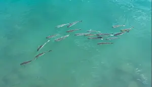 Underwater Scene Prints: A small school of mullet, females being chased by males in breeding season in Queensland