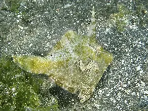 Greenish Prints: A small seagrass filefish (Acreichthys tomentosus) with a horn-like appendage on a sandy bottom