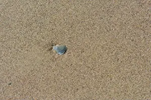 North Carolina Prints: A small seashell on the sand at the beach shows a Fibonacci spiral