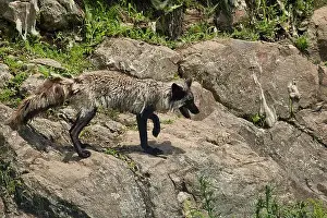 Vulpes Prints: small silver fox walking on a boulder during a hot summer day