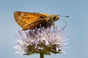 Nectar Prints: Small skipper butterfly on a flower