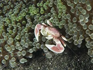 Sea Anemones Prints: Small spotted porcelain crab (Neopetrolisthes maculatus) hidden between the tentacles of a green sea anemone
