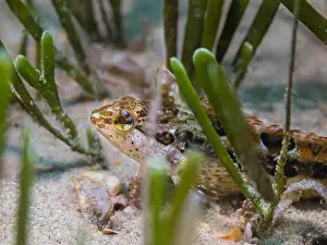 Cape Town Prints: Small super klipfish hiding on the sand in the sea grass