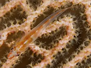 A small transparent fish, Mozambique ghost goby (Pleurosicya mossambica)