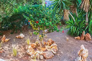 Tropical Vegetation Prints: Small tropical tree with red flowers growing in garden surrounded by rocks