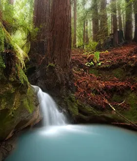 Dense Prints: Small waterfall in beautiful California redwood forest