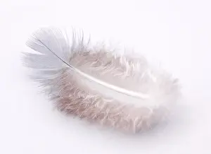 Softness Prints: Small white feather