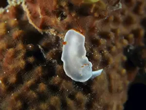 Conchifera Prints: A small white nudibranch with transparent body