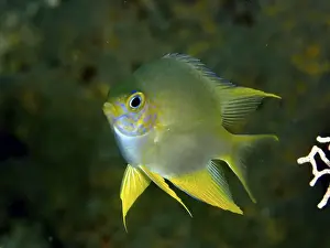 Underwater Worlds Prints: Small yellow-blue fish, Golden damselfish (Amblyglyphidodon aureus)