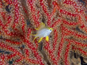 Pomacentridae Prints: A small yellow fish, Golden damselfish (Amblyglyphidodon aureus) juvenile
