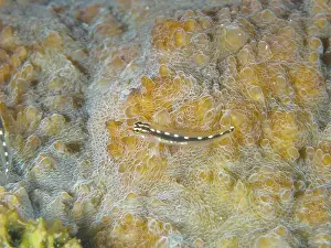 Diving Locations Prints: Small yellow spotted fish, yellow spotted dwarf goby (Eviota sebreei) on coral surface