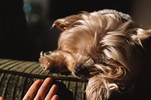 Home Interior Prints: Small Yorkshire Terrier sleeping peacefully on a sofa in natural light