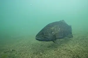Smallmouth Bass Prints: Smallmouth bass swimming at bottom of lake