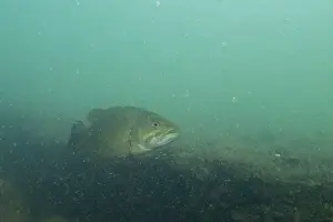 River Ecosystem Prints: Smallmouth bass swimming at bottom of lake