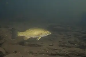 River Ecosystem Prints: Smallmouth bass swimming on river floor