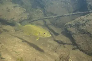 River Ecosystem Prints: Smallmouth bass swimming on river floor