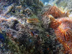 Underwaterphotography Prints: Smallspotted Combtooth Blenny - Ecsenius stictus (rare image)