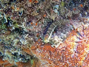 Underwaterphotography Prints: Smallspotted Combtooth Blenny - Ecsenius stictus (rare image)
