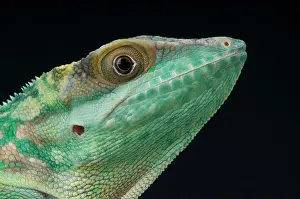 Smallwood's giant anole / Anolis smallwoodi smallwoodi