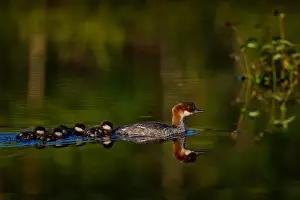 Duckling Prints: Smew, Mergus albellus, bird female with five ducklings in the water lake