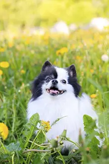 Book Cover Prints: A smiling Pomeranian dog in the grass