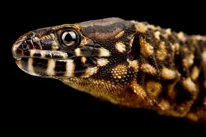 El Salvador Prints: Smith's tropical night lizard (Lepidophyma smithii)