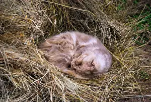 Sleepy Prints: Smoky fluffy cat sleeps curled up in a haystack