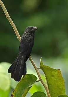Botanical Garden Prints: Smooth-billed Ani (Crotophaga ani) adult