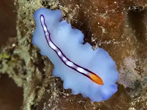 Underwater Scene Prints: Smooth blue-orange flatworm, racing stripe whirlpool worm (Pseudoceros bifurcus)