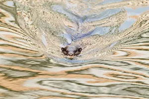 Wake Prints: Smooth-coated otter (Lutrogale perspicillata), Singapore