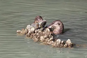 Animal Behavior Prints: Smooth-coated otter (Lutrogale perspicillata), Singapore