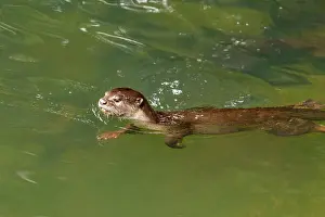 Wake Prints: Smooth-coated otter (Lutrogale perspicillata) swimming in clear green water of a mangrove river