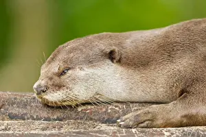 Claw Prints: Smooth-coated otter in mangrove habitat, Singapore