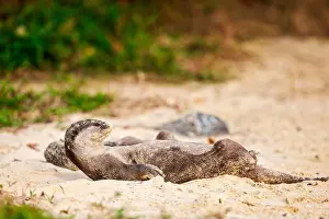 Differential Focus Prints: Smooth-coated otter rest on a beach, Singapore