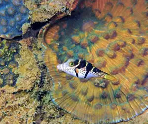 Trunkfish Prints: Smooth trunkfish, Spotted trunkfish