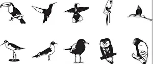 Soar Prints: Ten smooth vector clipart illustration of birds